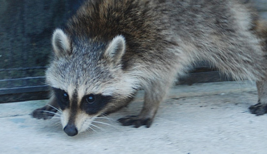 Raccoon Removal in Rolling Prairie