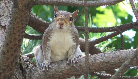 Squirrel Removal in Rolling Prairie